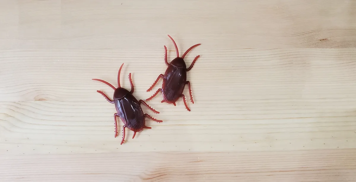 ゴキブリ駆除にハーブ・アロマは効果がある？